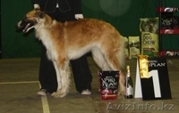 Настоящие аристократы собачьего мира-русская борзая. - Изображение #3, Объявление #78349