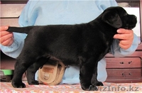 Продам щенка лабрадора. - Изображение #1, Объявление #93364