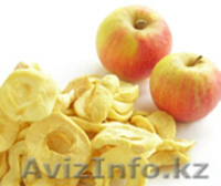 Линии для сушки овощей, фруктов, ягод, грибов, лука, HANS BINDER комплектные «по - Изображение #2, Объявление #88190