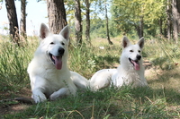 Щенки белой швейцарской овчарки - Изображение #3, Объявление #88040