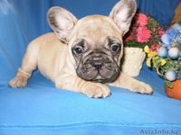 Очаровательные бульдожки - Изображение #1, Объявление #97508