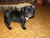 Очаровательные бульдожки - Изображение #3, Объявление #97508