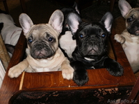 Очаровательные бульдожки - Изображение #2, Объявление #97508