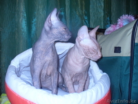 Донские сфинксы. - Изображение #3, Объявление #79519