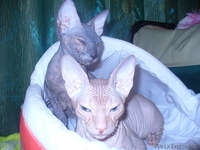 Донские сфинксы. - Изображение #1, Объявление #79519