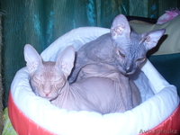 Донские сфинксы. - Изображение #2, Объявление #79519