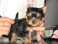 gavrilla46@gmail.com - Изображение #1, Объявление #105269