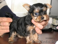 gavrilla46@gmail.com - Изображение #2, Объявление #105269