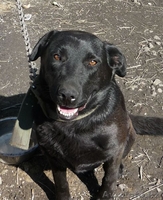 Продам лабрадора... - Изображение #1, Объявление #127519