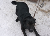 Продам лабрадора... - Изображение #2, Объявление #127519