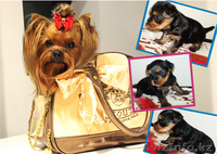 йоркширский терьер щенки - Изображение #1, Объявление #125134