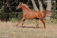 Продается кобылка чистокровной арабской породы - Изображение #1, Объявление #177171