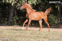 Продается кобылка чистокровной арабской породы - Изображение #4, Объявление #177171