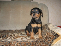 Продам щенят породы ротвейлер - Изображение #1, Объявление #182894