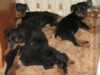 Продам щенят породы ротвейлер - Изображение #3, Объявление #182894