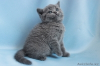 Очаровательные котята-бриташки - Изображение #2, Объявление #199471