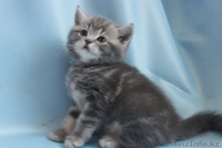 Очаровательные котята-бриташки - Изображение #1, Объявление #199471