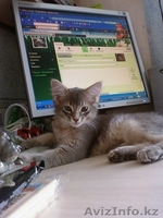 Котята породы СОМАЛИ - Изображение #1, Объявление #154098