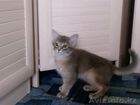 Котята породы СОМАЛИ - Изображение #2, Объявление #154098