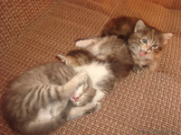 Красивые котята - Изображение #2, Объявление #255748