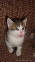 Красивые котята - Изображение #5, Объявление #255748