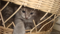 Красивые котята - Изображение #6, Объявление #255748