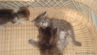 Красивые котята - Изображение #1, Объявление #255748