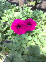 рассада цветов петунии - Изображение #2, Объявление #275940