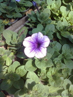 рассада цветов петунии - Изображение #1, Объявление #275940