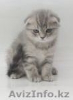 Котята шотландской вислоухой кошки - Изображение #1, Объявление #252392