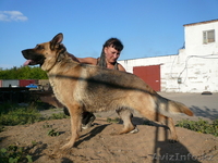 очаровательные щенки немецкой овчарки - Изображение #1, Объявление #290667