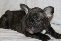 Французские бульдоги Щенки - Изображение #1, Объявление #307244