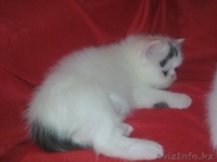 Экзотических котят редких окрасов недорого - Изображение #3, Объявление #294649