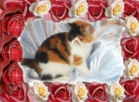 Экзотических котят редких окрасов недорого - Изображение #6, Объявление #294649