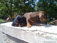 Продам такс, кобель и сука, 2 месяца с родословной. Тел:49-93-94 - Изображение #2, Объявление #311885