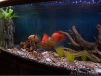 Изготовление аквариумов на заказ - Изображение #9, Объявление #338086