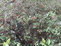 земельный участок в лесу для отдыха - Изображение #3, Объявление #335331