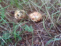 земельный участок в лесу для отдыха - Изображение #5, Объявление #335331