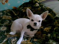 Чихуахуа для вязки - Изображение #3, Объявление #318834