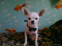 Чихуахуа для вязки - Изображение #1, Объявление #318834