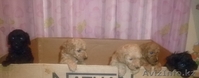 Щенки карликового пуделя - Изображение #3, Объявление #329735