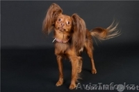 щенки той-терьера - Изображение #1, Объявление #358187