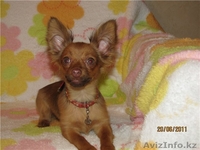 щенки той-терьера - Изображение #2, Объявление #358187