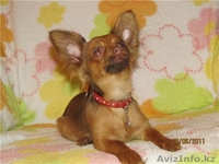 щенки той-терьера - Изображение #4, Объявление #358187