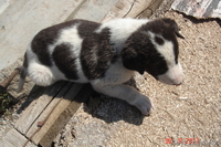 СРОЧНО ПРОДАМ щенят алабая - Изображение #2, Объявление #367567