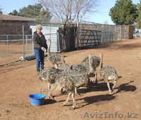 Теперь доступны свежие страуса, эму и Реи яйца - Изображение #4, Объявление #356398