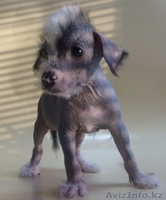 Щенки китайской хохлатой собачки в Астане! - Изображение #1, Объявление #424238