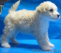 Щенки китайской хохлатой собачки в Астане! - Изображение #2, Объявление #424238