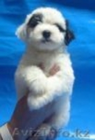 Щенки китайской хохлатой собачки. - Изображение #1, Объявление #453389