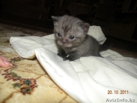  Британские короткошерстные, чистокровные котята. - Изображение #1, Объявление #431562